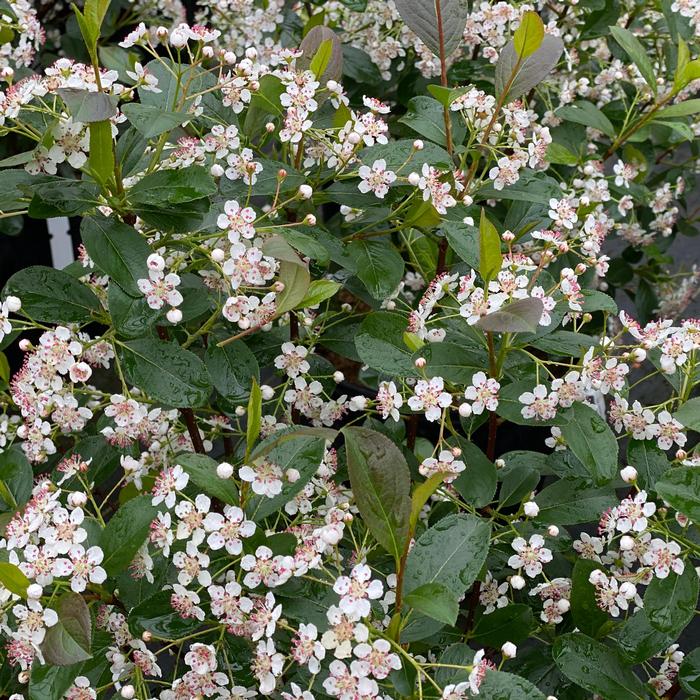 Aronia melanocarpa 'Low Scape Snowfire®' ('SMNAMPEM') - Chokeberry