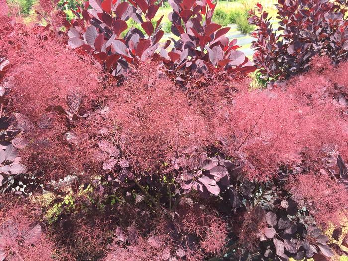 Cotinus coggygria 'Winecraft Black®' ('NCC01') - Smokebush