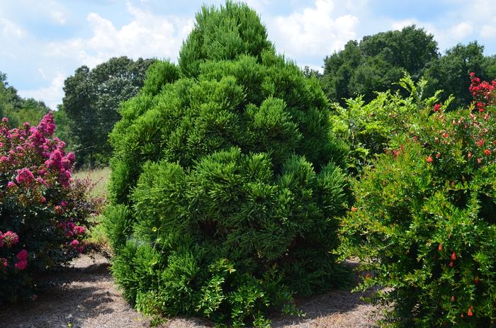 Cryptomeria japonica 'Chapel View™' ('PIICJ-I') - Japanese Cedar