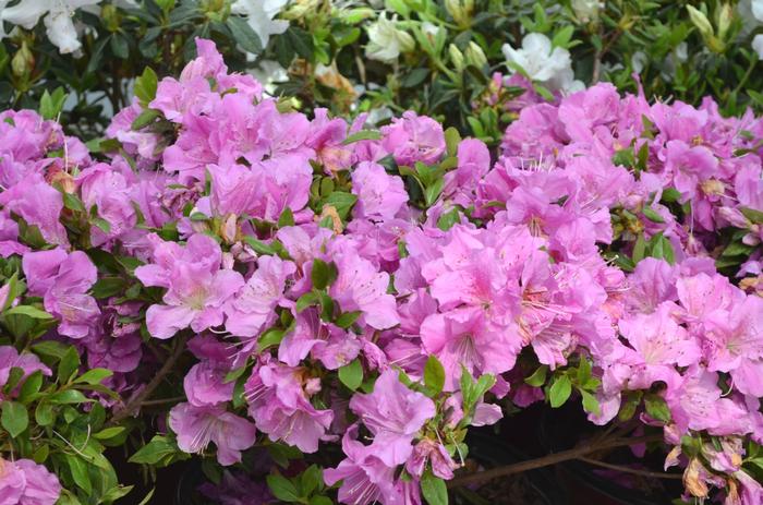 Rhododendron Encore&reg; 'Autumn Lilac&reg;' ('Robles') - Azalea