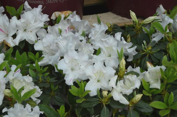 Rhododendron Encore&reg; 'Autumn Lily&reg;' ('Roblex') - Azalea