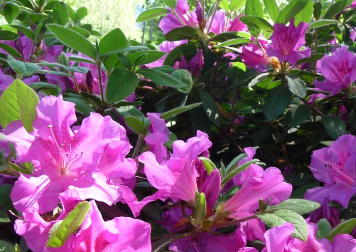 Rhododendron Encore&reg; 'Autumn Royalty&reg;' ('Conlec') - Azalea