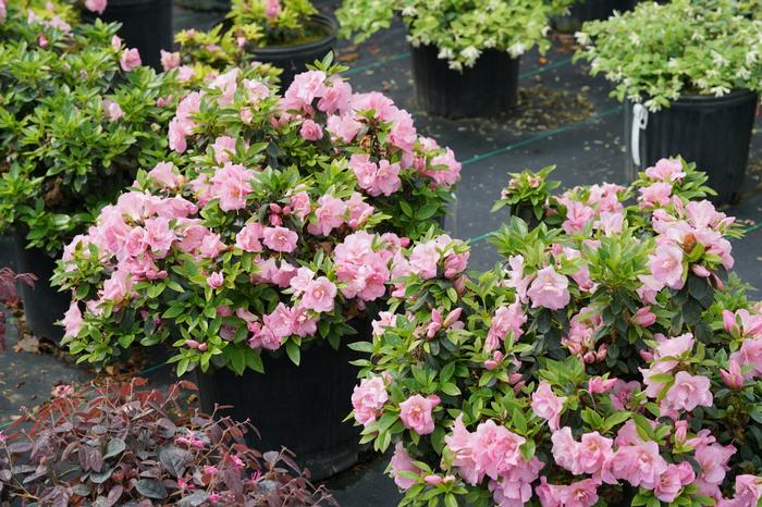 Rhododendron Perfecto Mundo® 'Double Pink' ('NCRX3') - Reblooming Azalea