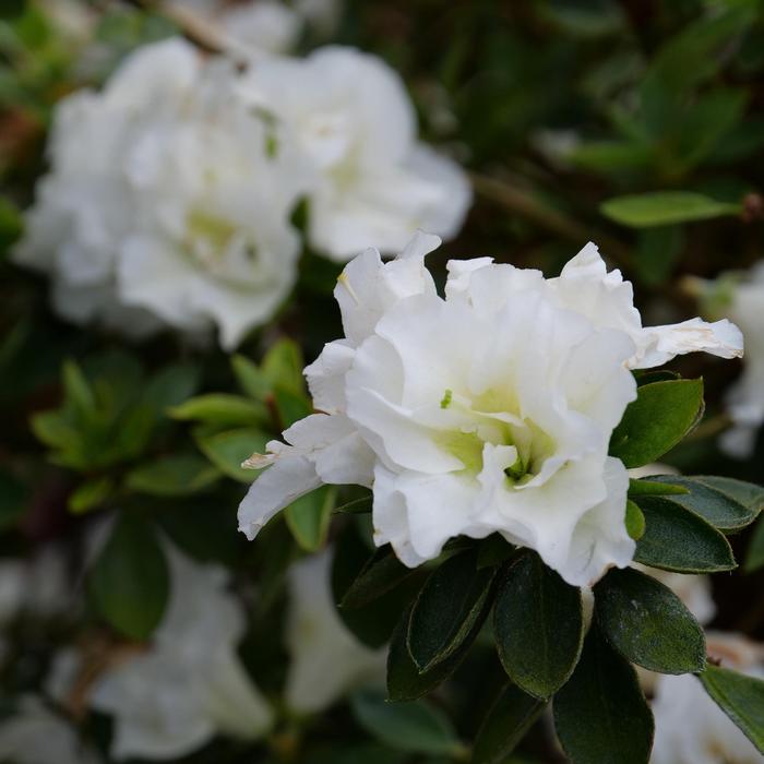 Rhododendron Perfecto Mundo&reg; 'Double White' ('NCRX5') - Reblooming Azalea