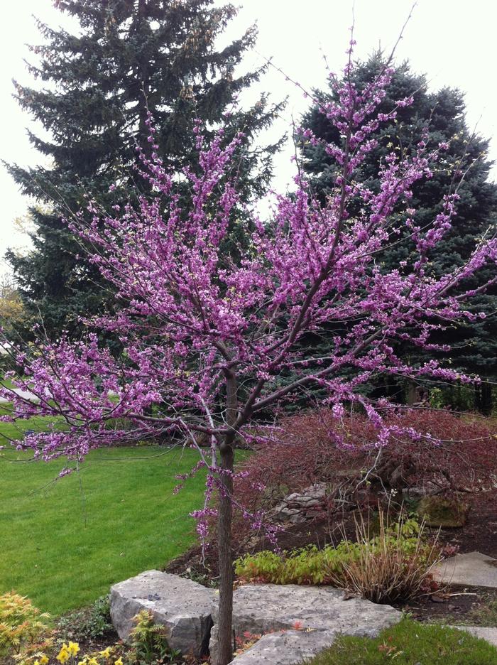 Cercis canadensis - Eastern Redbud