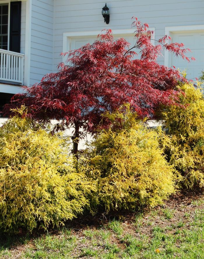 Chamaecyparis pisifera 'Golden Mop' - Japanese Falsecypress