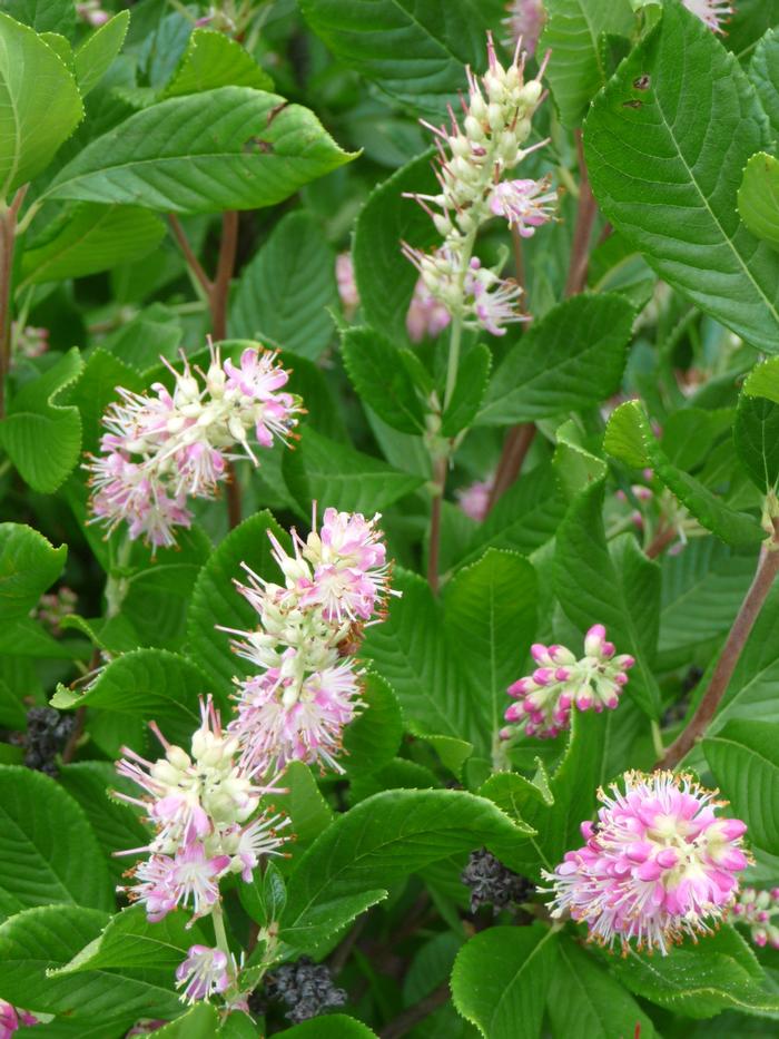 Clethra alnifolia 'Ruby Spice' - Summersweet