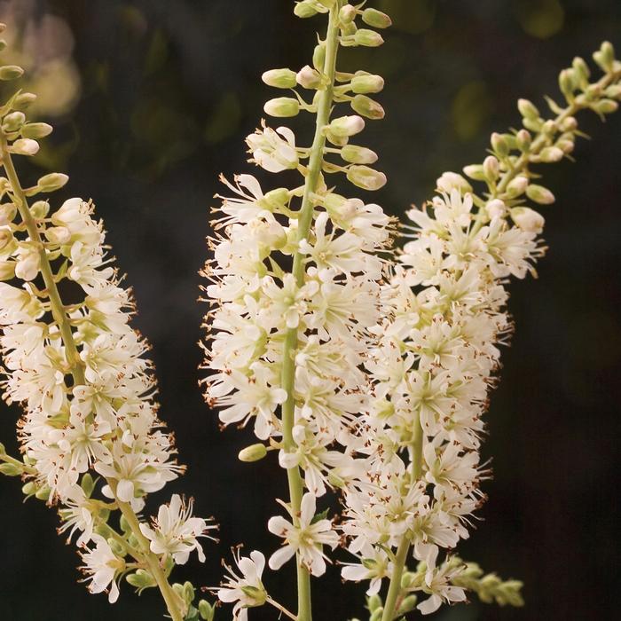 Clethra alnifolia 'Vanilla Spice®' ('Caleb') - Summersweet