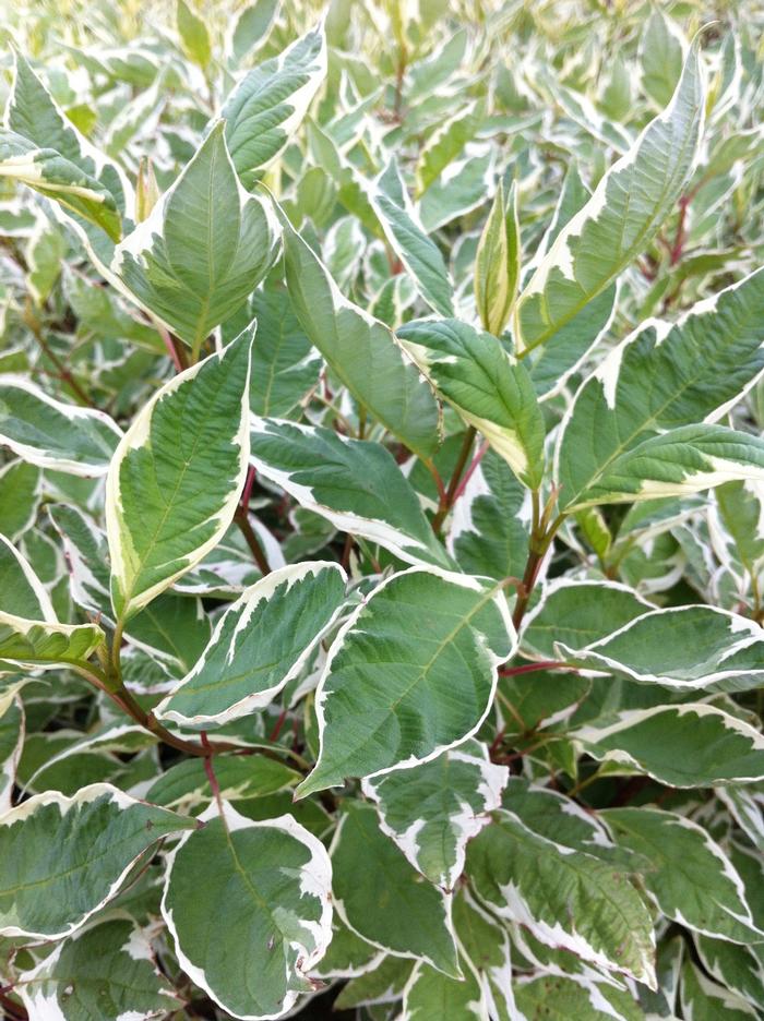 Cornus alba 'Ivory Halo®' - Dogwood