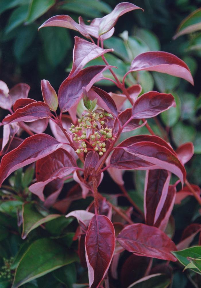 Cornus racemosa 'Geazam' - Geauga® Gray Dogwood