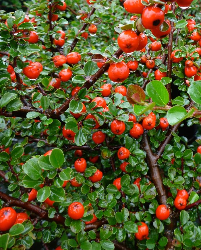 Cotoneaster apiculatus - Cranberry Cotoneaster