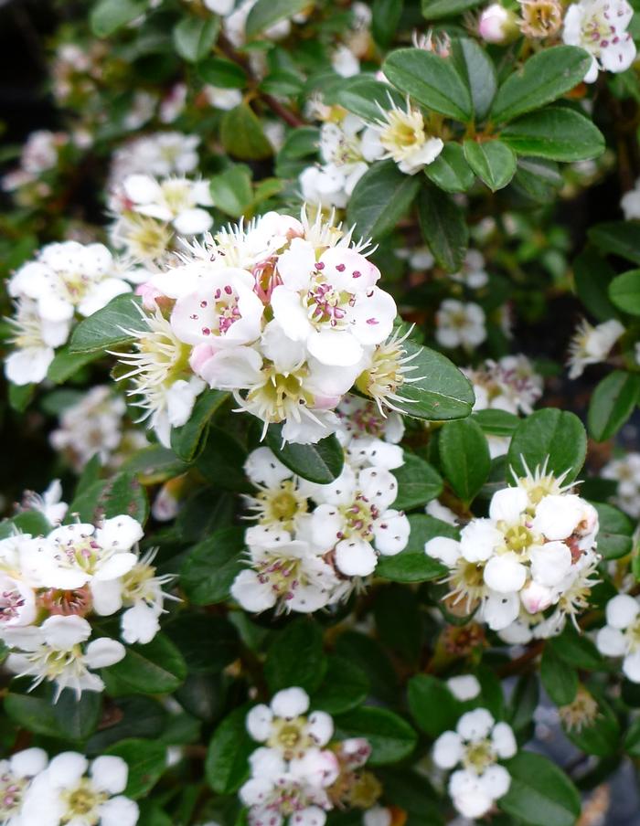 Cotoneaster dammeri 'Coral Beauty' - Cotoneaster