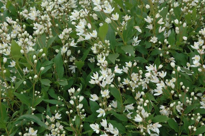 Deutzia gracilis 'Nikko' - Dwarf Deutzia