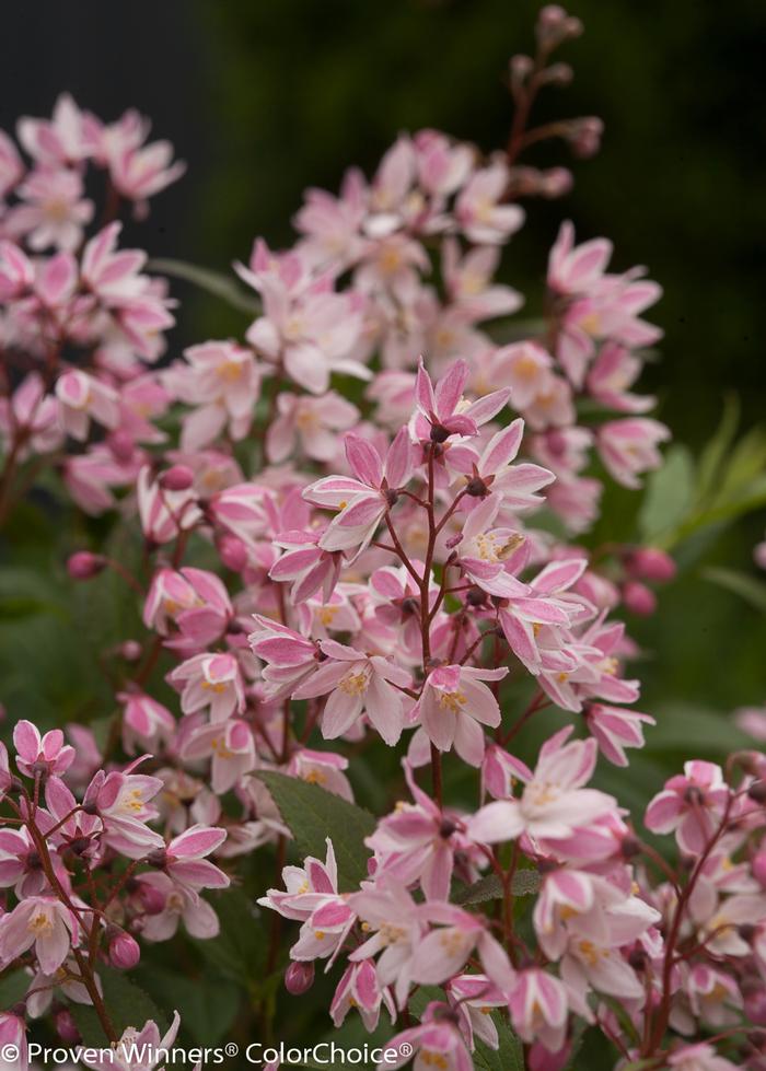 Deutzia 'Yuki Cherry Blossom®' ('NCDX2') - Deutzia