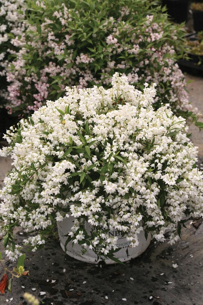 Deutzia 'Yuki Snowflake®' ('NCDX1') - Deutzia