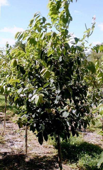 Diospyros virginiana - Common Persimmon