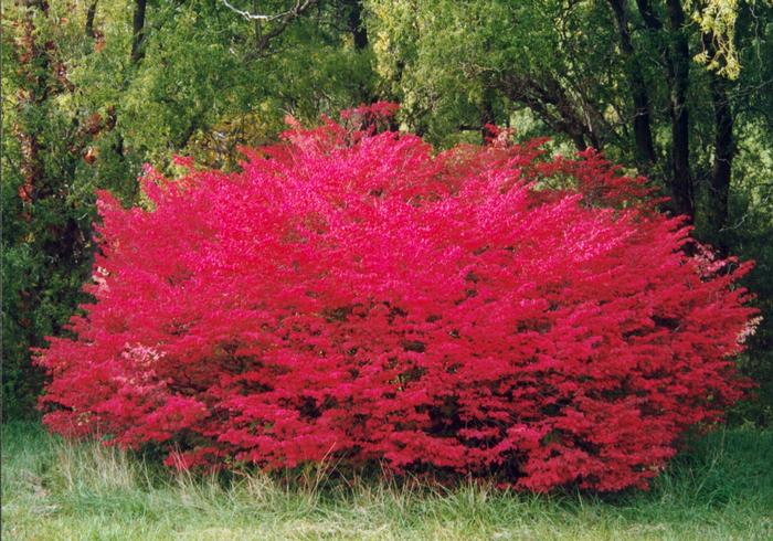 Euonymus alatus 'Compactus' - Winged Burning Bush