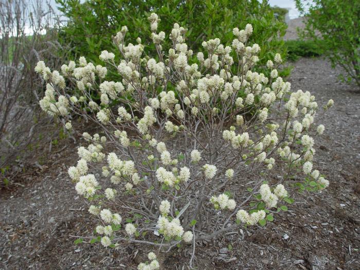 Fothergilla gardenii - Dwarf Fothergilla