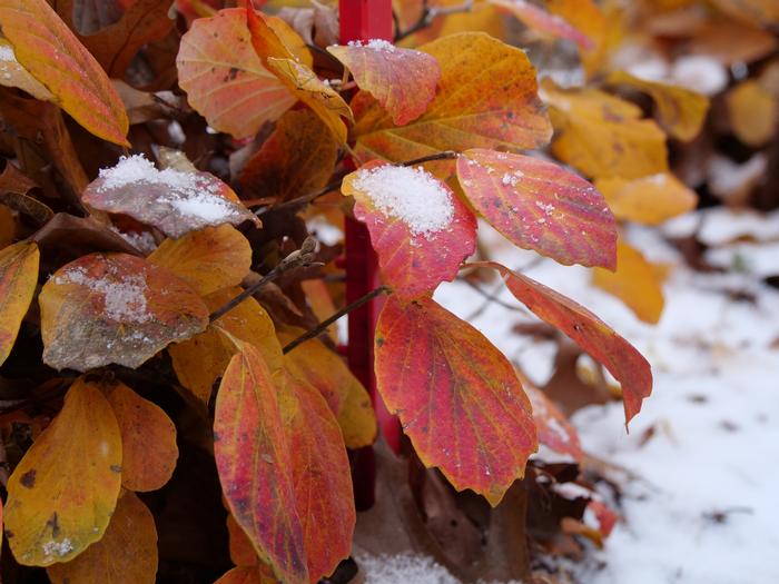 Fothergilla x intermedia 'Legend of the Fall®' ('Alice') - Bottlebrush