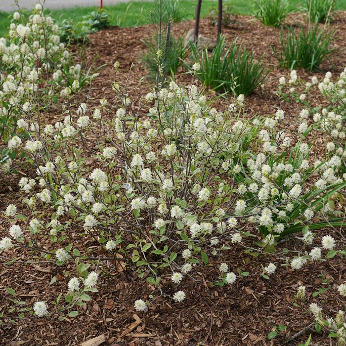 Fothergilla x intermedia 'Legend of the Small®' ('NCFl1') - Bottlebrush