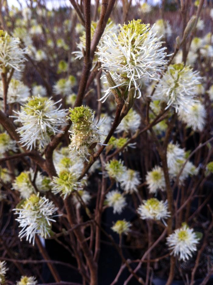 Fothergilla major 'Mount Airy' - Mount Airy Fothergilla