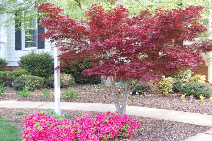 Acer palmatum var. atropurpureum 'Bloodgood' - Japanese Maple