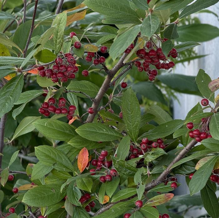 Aronia arbutifolia 'Brilliantissima' - Red Chokeberry