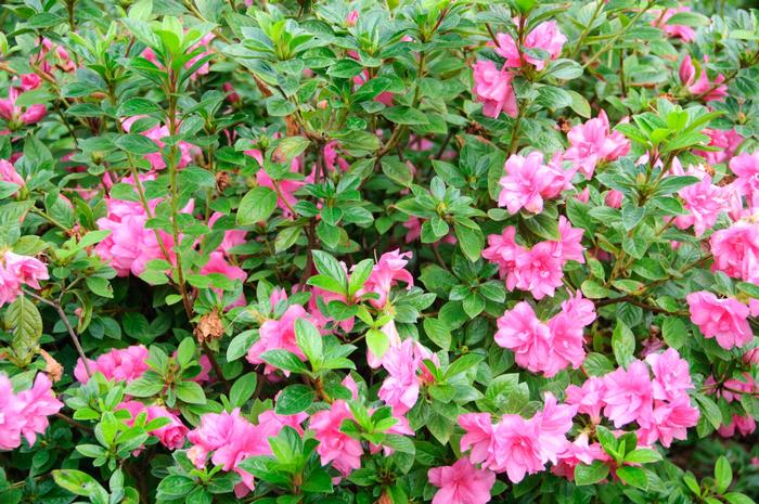 Rhododendron Encore&reg; 'Autumn Carnation&reg;' ('Roblec') - Azalea