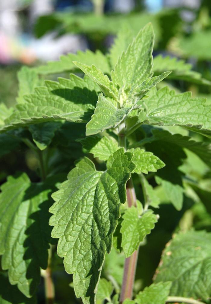 Nepeta cataria - Catnip