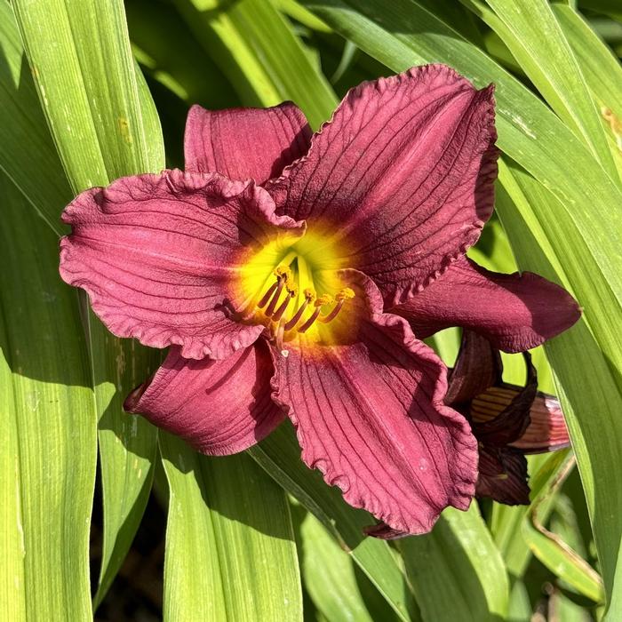 Hemerocallis 'Little Grapette' - Daylily