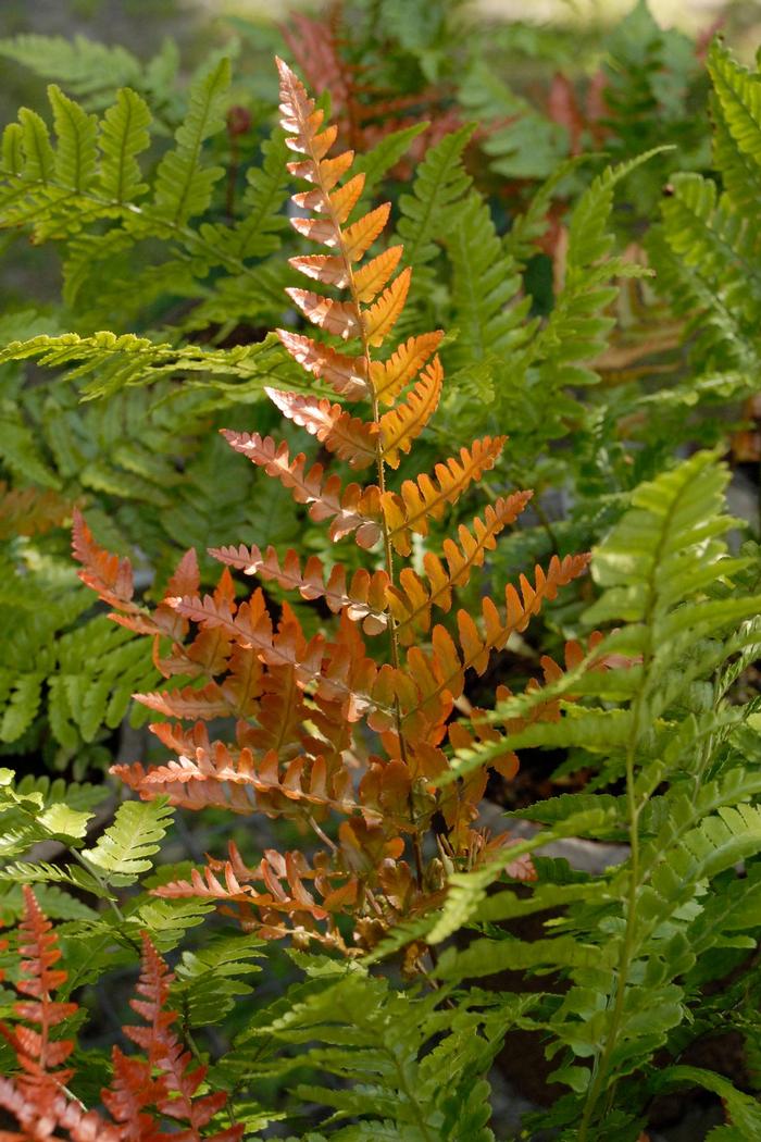 Dryopteris erythrosora 'Brilliance' - Autumn Fern