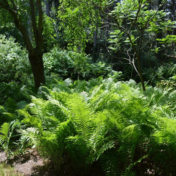 Matteuccia struthiopteris - Fern-Ostrich