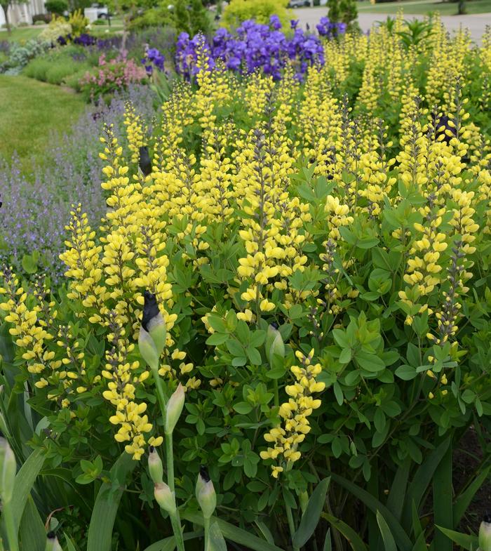 Baptisia Decadence® 'Lemon Meringue' - False Indigo