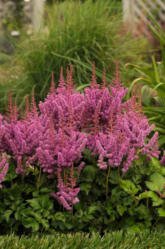 Astilbe chinensis 'Visions' - Chinese Astilbe