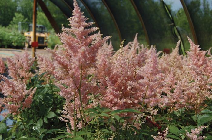 Astilbe japonica 'Peach Blossom' - False Spirea