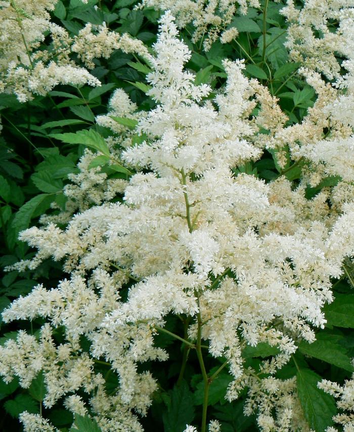 Astilbe x arendsii 'Bridal Veil®' - False Spirea