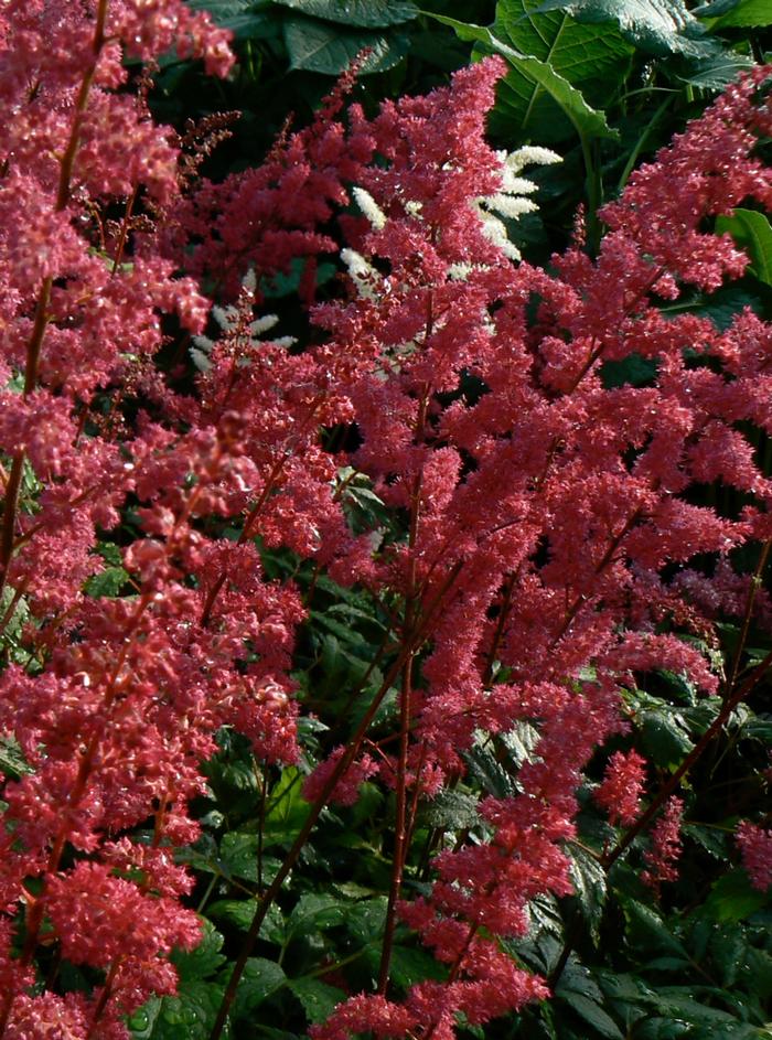 Astilbe x arendsii 'Fanal' - False Spirea