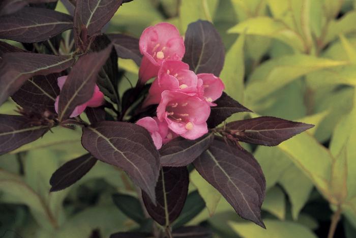 Weigela florida 'Wine & Roses®' ('Alexandra') - Weigela