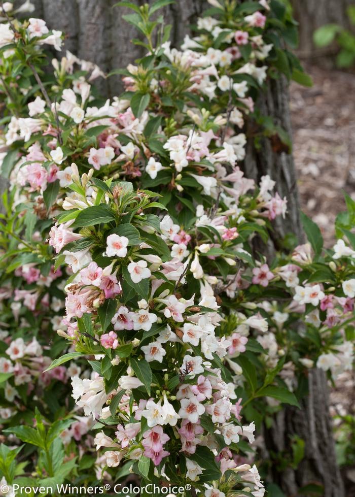 weigela florida Sonic Bloom® 'Pearl' ('Bokrasopea') - Weigela