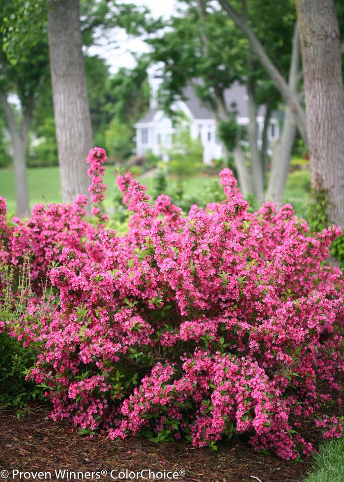 Weigela florida Sonic Bloom® 'Pink' ('Bokrasopin') - Reblooming Weigela