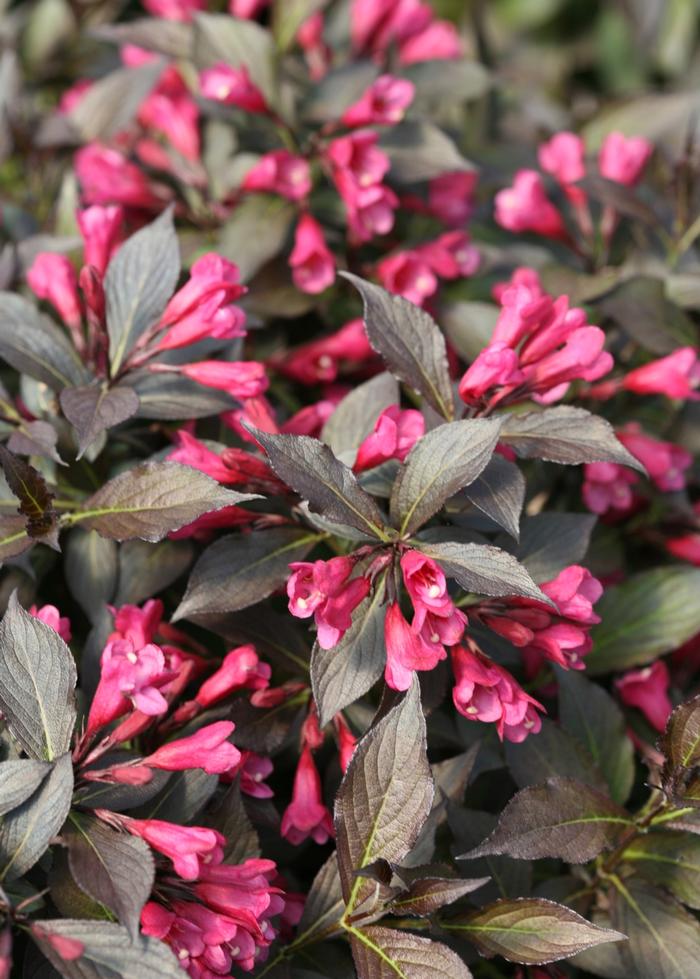 Weigela florida 'Spilled Wine®' ('Bokraspiwi') - Weigela