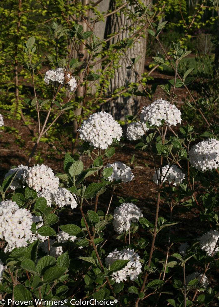 Viburnum carlesii 'Spice Baby™' ('SMVCB') - Koreanspice Viburnum