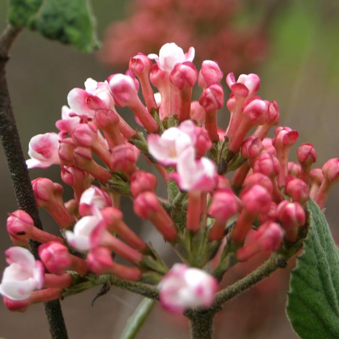 Viburnum carlesii 'Spice Girl®' ('Spiro') - Korean Spice Viburnum