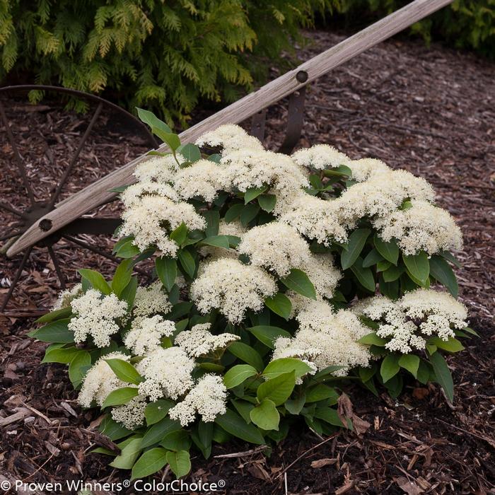 Viburnum cassinoides 'Lil' Ditty®' ('SMNVCDD') - Witherod Viburnum