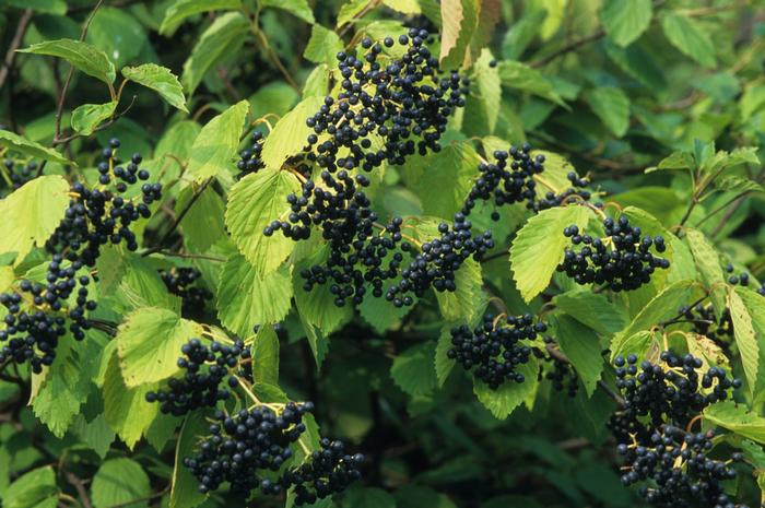 Viburnum dentatum - Arrowwood Viburnum