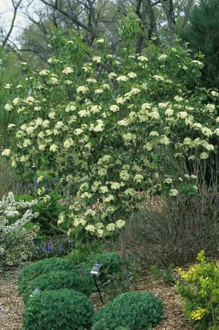 Viburnum prunifolium - Blackhaw Viburnum