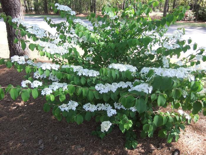 Viburnum plicatum f. tomentosum 'Shasta' - Doublefile Viburnum