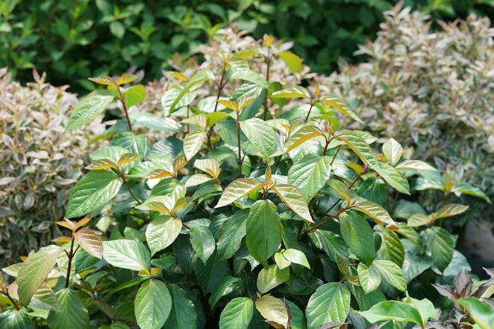 Viburnum 'Shiny Dancer®' ('NCVX1') - Viburnum