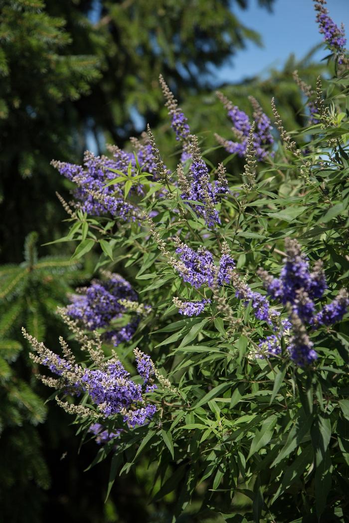 Vitex agnus-castus 'Delta Blues™' ('PIIVAC-I') - Chastetree