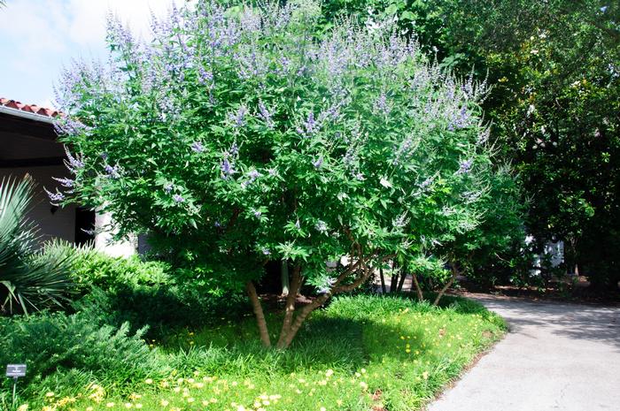 Vitex agnus-castus 'Shoal Creek' - Chaste Tree